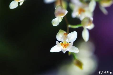 跳舞蘭 花語|文心蘭花語：隱藏的愛，快樂無憂，寓意忘卻煩